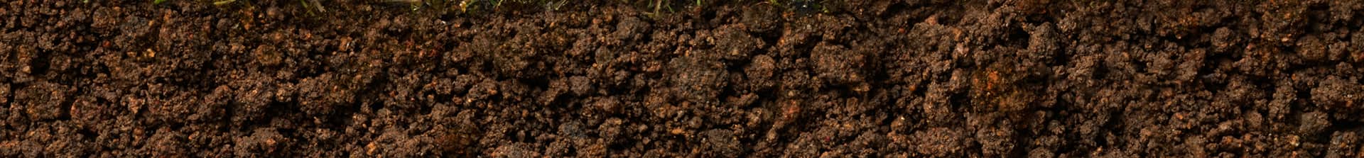 healthy soil