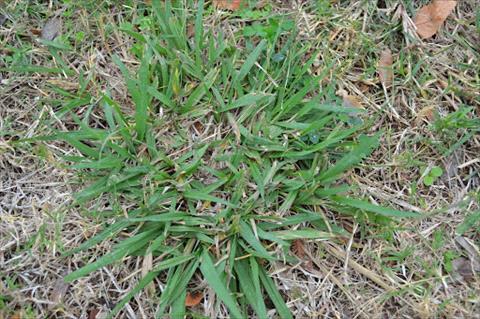 Dallisgrass